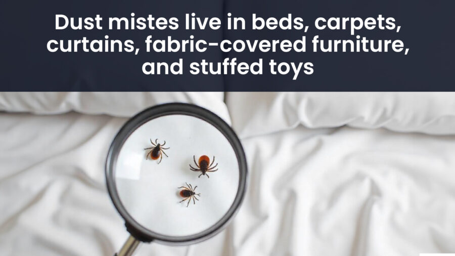 Dust Mites and Allergens in Your Bedding