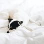 A Jack Russell Terrier is sleeping on the duvet.